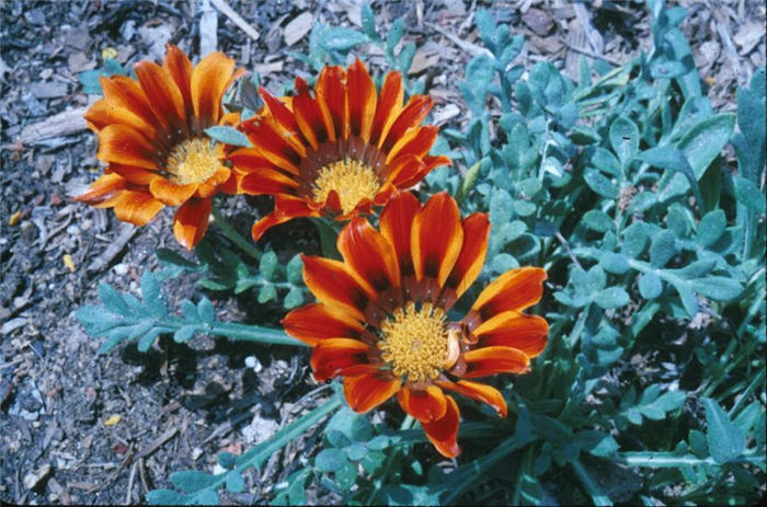 Copper King Gazania