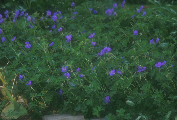 Johnson's Blue Cranesbill