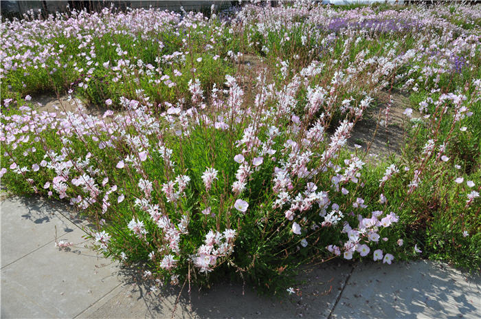 White Gaura