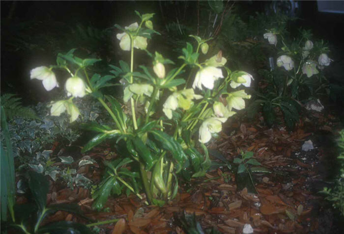 Christmas Rose