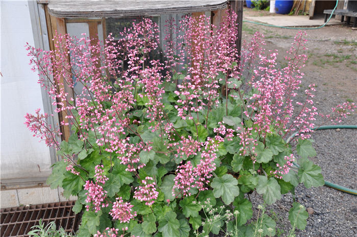 Plant photo of: Heuchera sanguinea