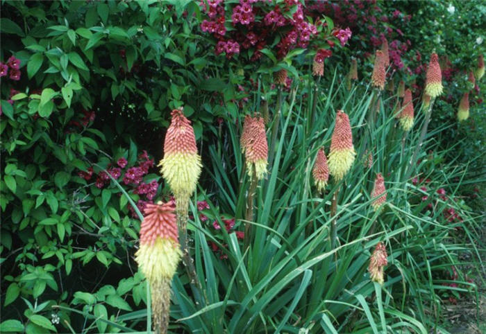 Kniphofia species