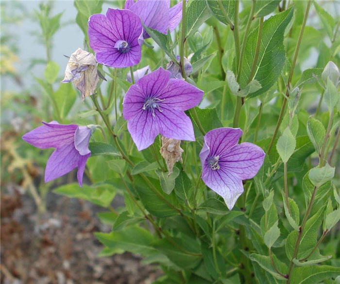 Plant photo of: Platycodon grandiflorus