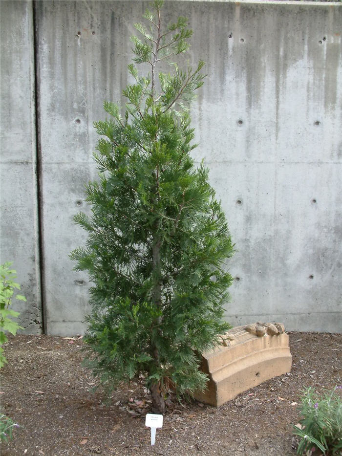 Plant photo of: Calocedrus decurrens