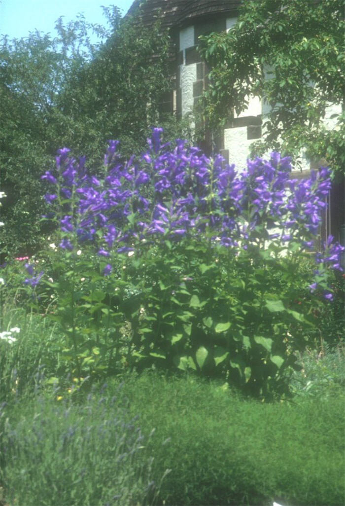 Campanula lactifolia