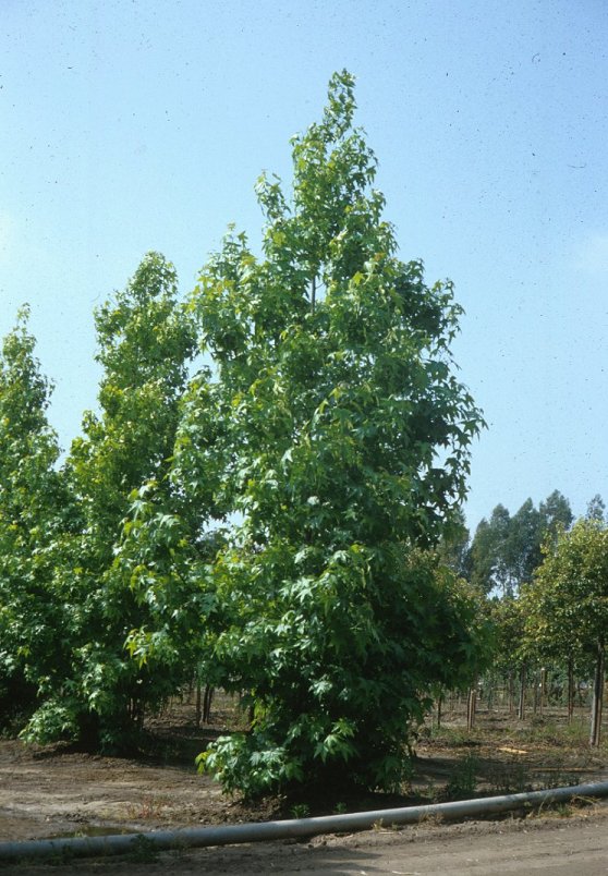 Plant photo of: Liquidambar styraciflua