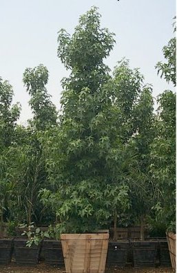 Liquidambar styraciflua 'Burgundy'