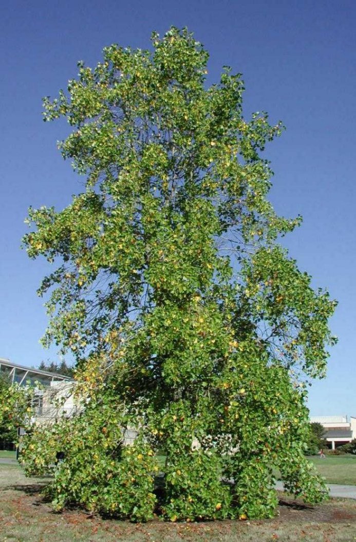 Liriodendron tulipifera