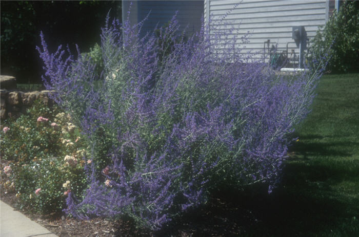 Plant photo of: Perovskia atriplicifolia