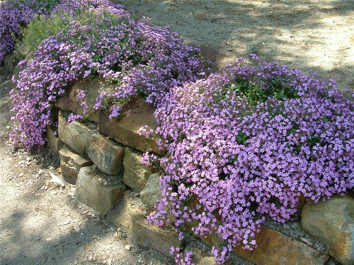Trailing Saponaria