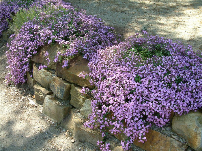 Saponaria ocymoides