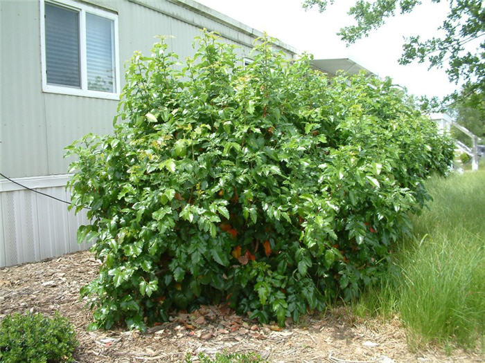 Mahonia aquifolium