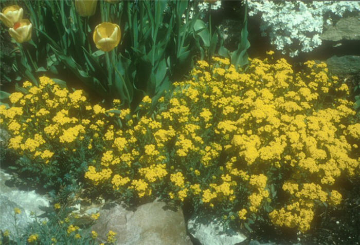 Aurinia saxatilis