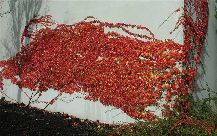 Plant photo of: Parthenocissus tricuspidata
