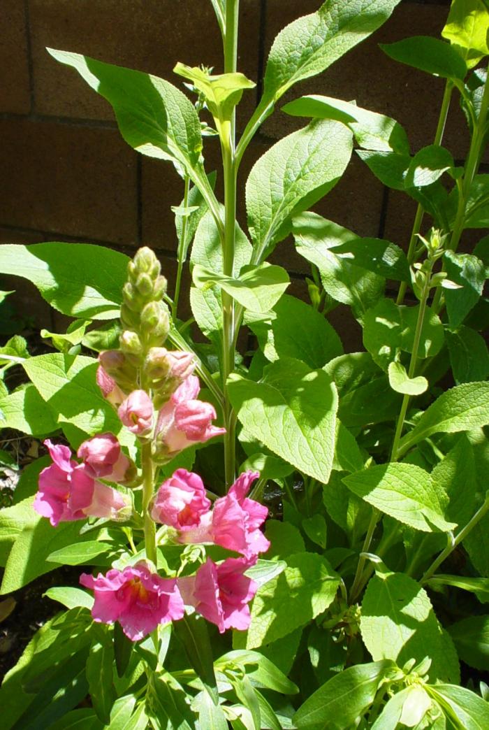 Plant photo of: Antirrhinum majus