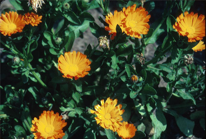 Plant photo of: Calendula officinalis