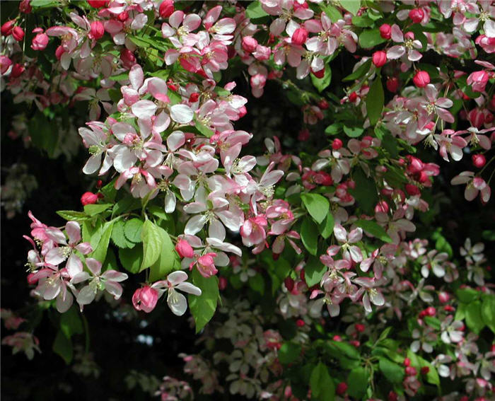 Malus floribunda