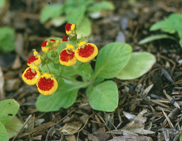 Calceolaria herbeohybrida Group Florists