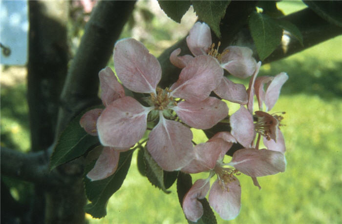 Hopa Crabapple