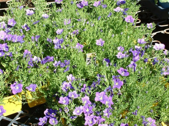 Nierembergia linariifolia 'Purple Robe'