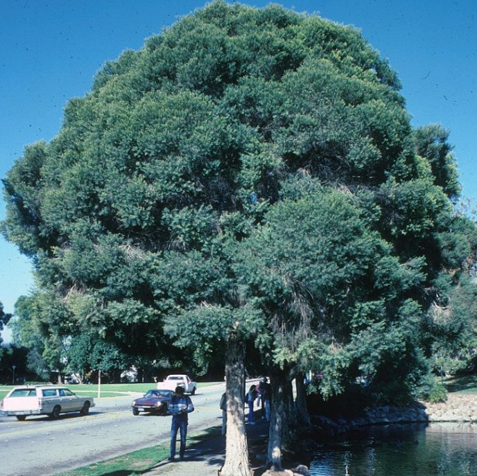 Flax Leaf Paperbark