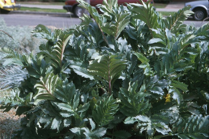 Melianthus major