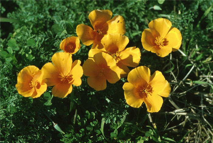 Eschscholzia californica