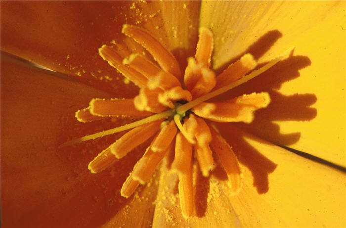 Plant photo of: Eschscholzia californica