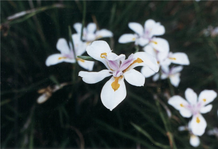 Dietes iridioides