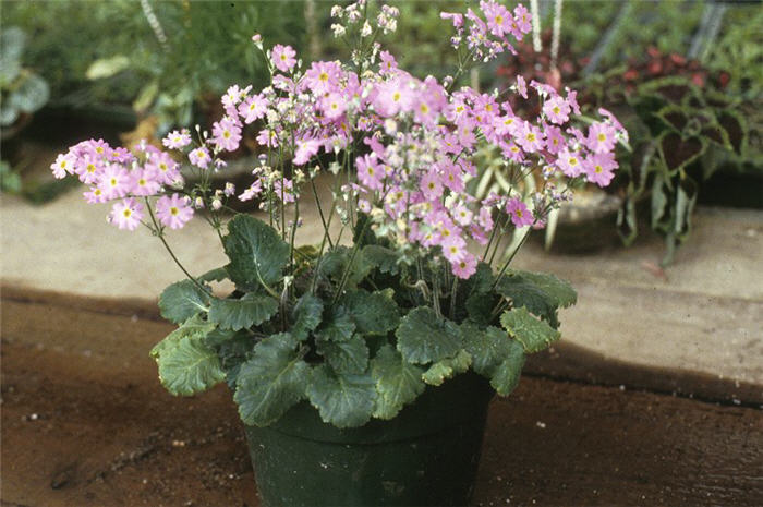 Primula malacoides