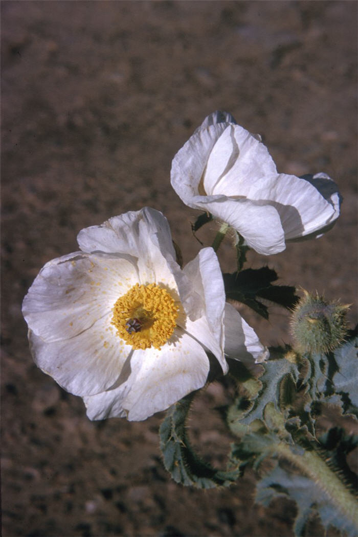 Prickly Poppy, Chicalote