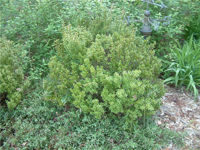 Myrtus communis