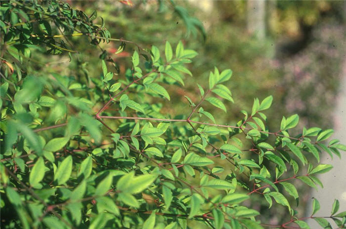 Nandina, Heavenly Bamboo