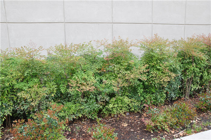 Plant photo of: Nandina domestica