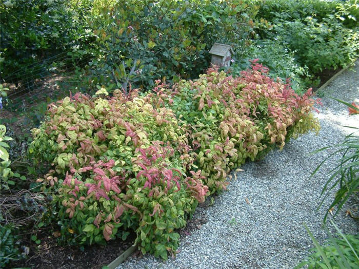 Plant photo of: Nandina domestica 'Compacta Nana'