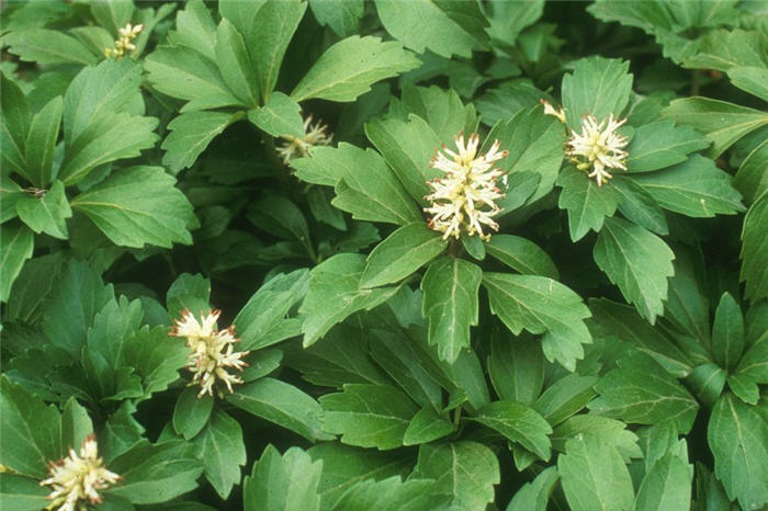 Pachysandra terminalis