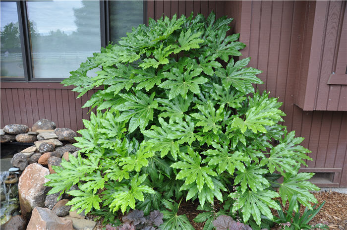 Plant photo of: Fatsia japonica