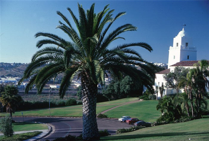 Phoenix canariensis