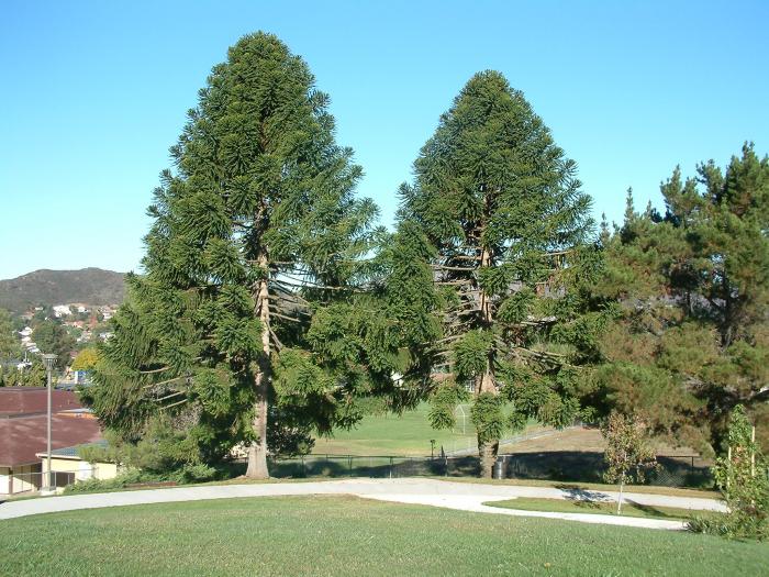 Araucaria araucana