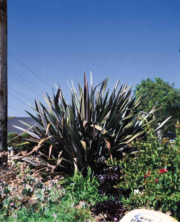 Phormium tenax 'Atropurpureum'