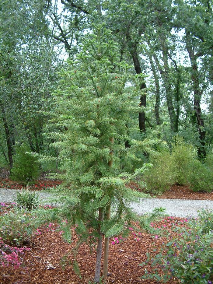 Plant photo of: Araucaria bidwillii