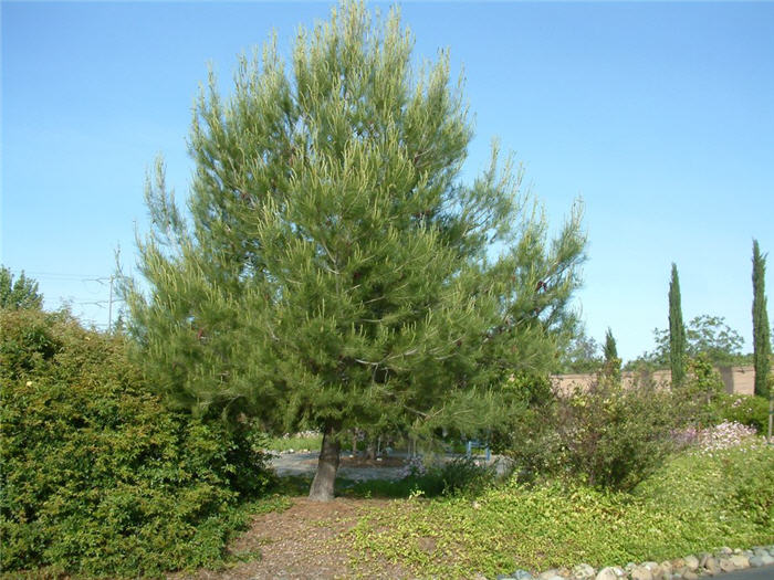 Pinus halepensis