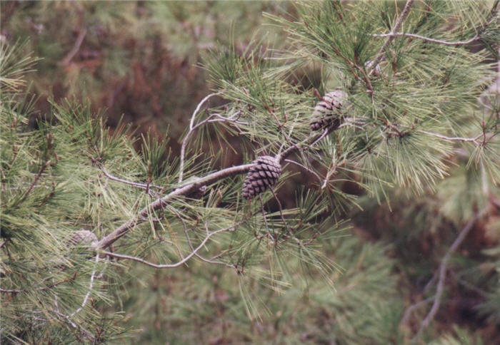 Plant photo of: Pinus halepensis