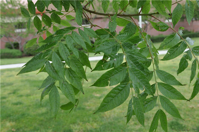 Plant photo of: Pistacia chinensis