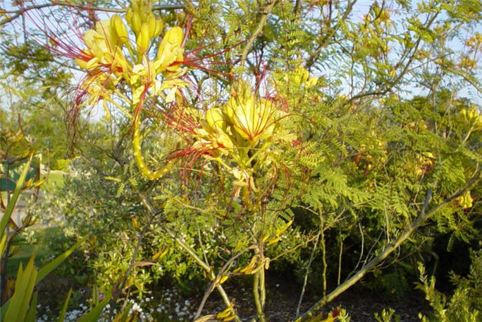 Caesalpinia gilliesii