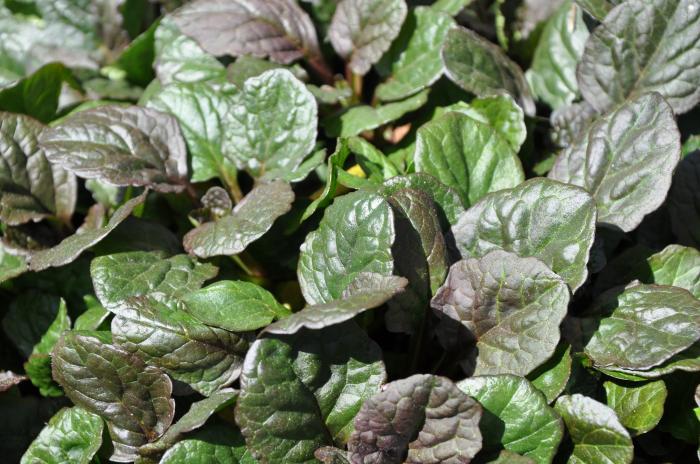 Ajuga reptans