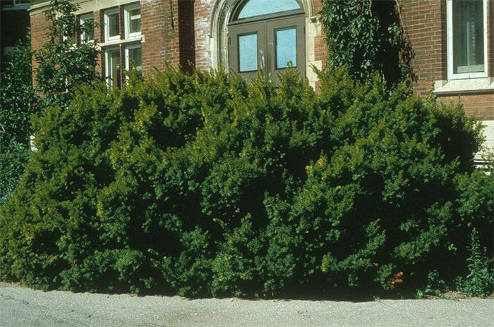 Japanese Yew