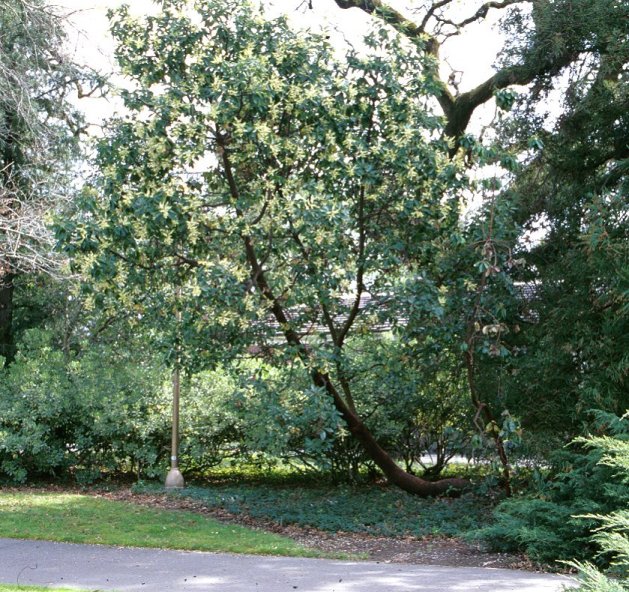 Arbutus menziesii