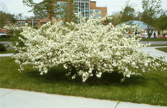 Malus toringo sargentii