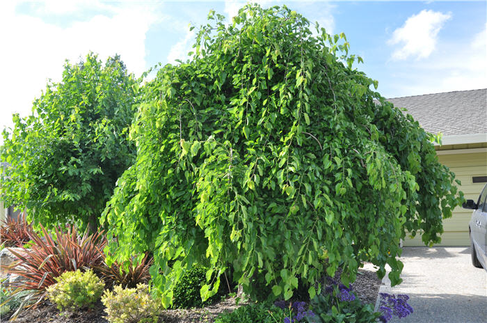 Morus alba 'Pendula'